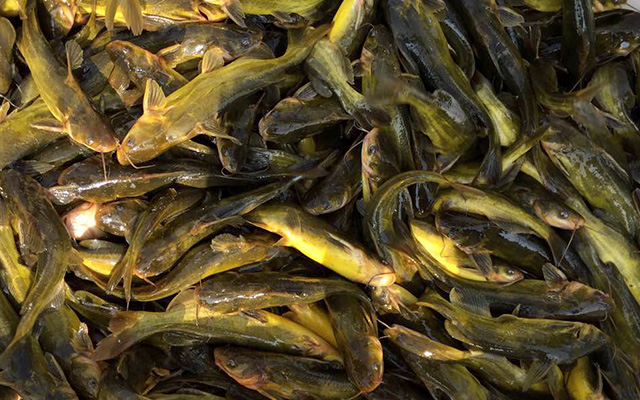 5.Successfully developed extruded feed for yellow catfish and maintained the natural skin color