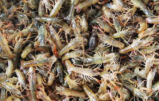 Most crayfish are cyan with the capability of easy moulting and fast growth