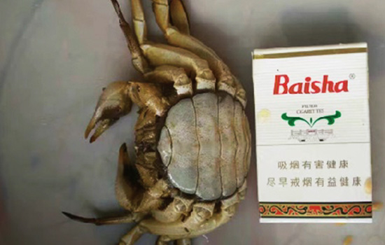 120g female Chinese mitten crab in 5th molting duration