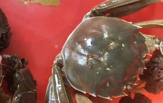 Vigorous and robust Chinese mitten crab